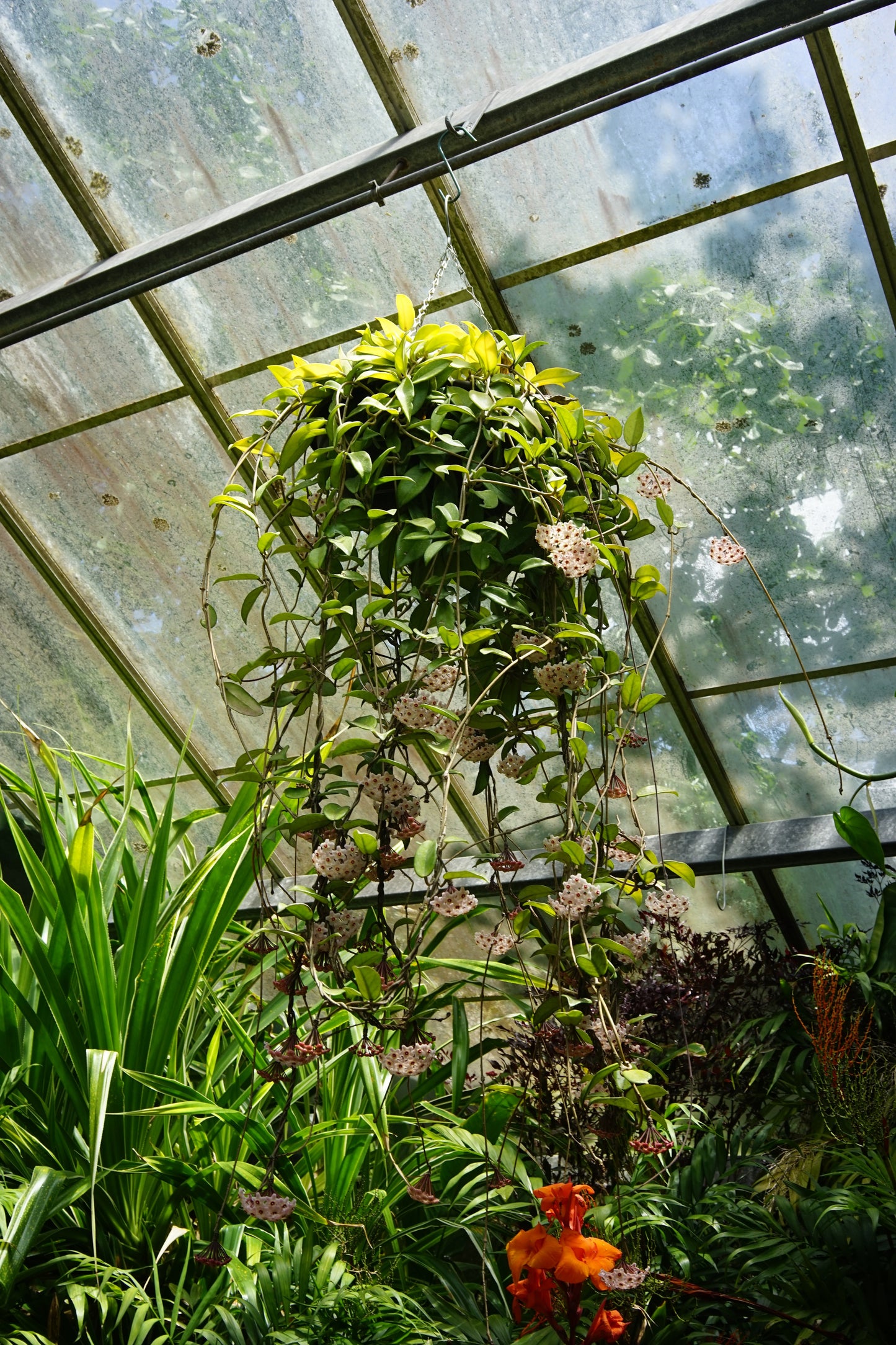 Alocasia Regal Shield (S)